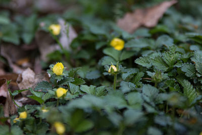 Close-up of yellow flowering plants