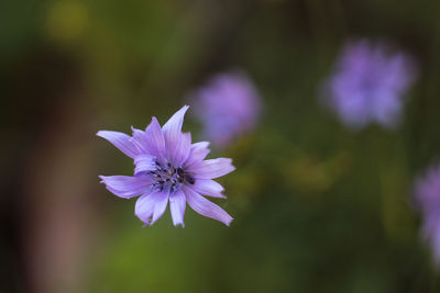 Close-up of purple flowering plant