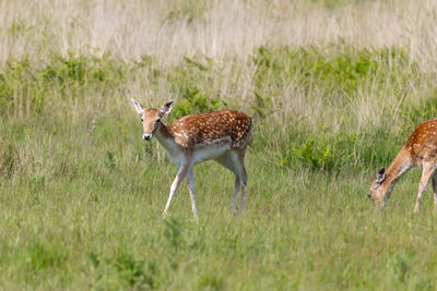 Deer on field