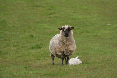 Portrait of sheep with rabbit on field