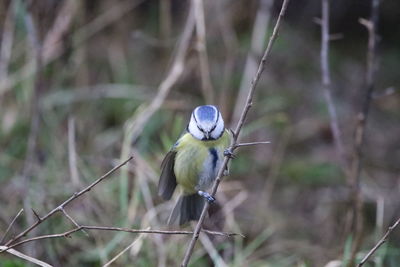 Close-up of bird perching on a tree