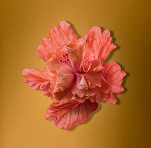 Close-up of pink rose flower