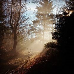 Trees in forest