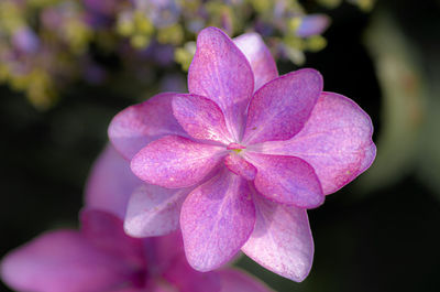 Close-up of pink rose flower