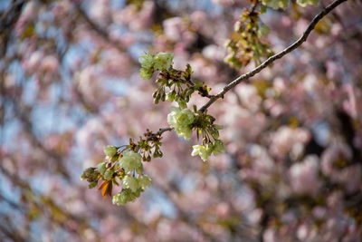 Close-up of cherry blossoms in spring