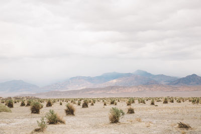 Scenic view of field and mountains against sky