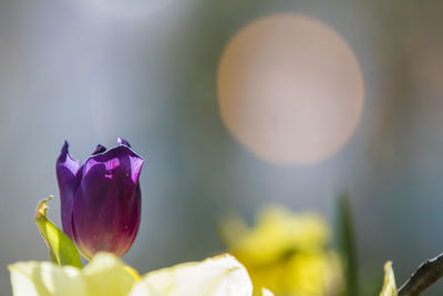 Close-up of purple flowering plant