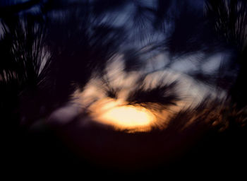 Close-up of silhouette trees against sky
