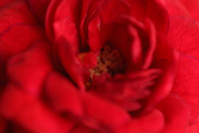 Full frame shot of red flower