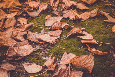 High angle view of dry maple leaves on land