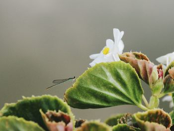 Close-up of dragonfly perching on leaf 