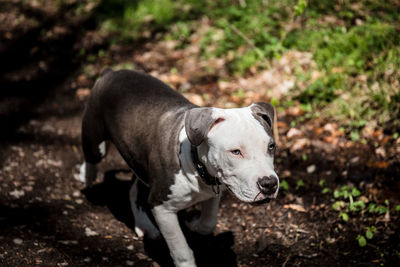 High angle view of dog looking away on field