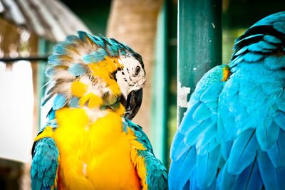 Close-up of two birds perching on leaf