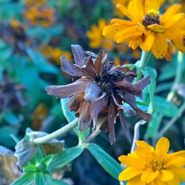 flower, petal, freshness, yellow, fragility, flower head, insect, close-up, focus on foreground, growth, beauty in nature, pollen, nature, plant, blooming, animal themes, one animal, animals in the wild, wildlife, outdoors