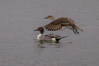 Birds flying over lake