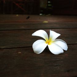 Close-up of white frangipani on table