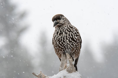 Close-up of bird perching on tree during winter