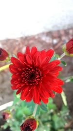 Close-up of red flower blooming outdoors