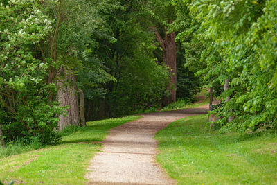 Footpath amidst trees in forest