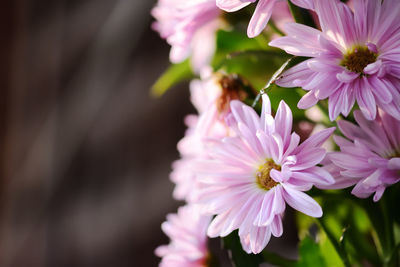 Close-up of pink flowers