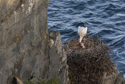 Scenic view of white stork in cliffs against sky and sea