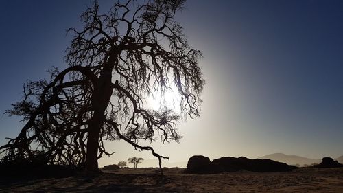 Silhouette tree on rock against sky during sunset
