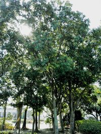 Low angle view of trees