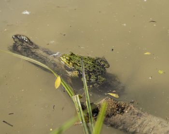 High angle view of turtle swimming in lake