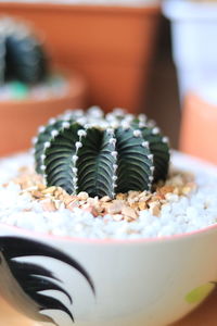 Close-up of cactus on table