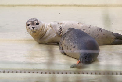 View of turtle in sea