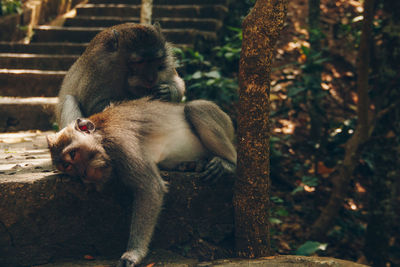 Monkey sitting outdoors