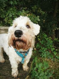 Close-up portrait of dog