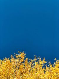 Low angle view of yellow flowers against clear blue sky