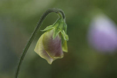 Close-up of flowering plant