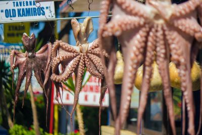 Starfishes for sale at market