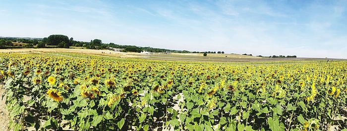 Scenic view of sunflower field against sky