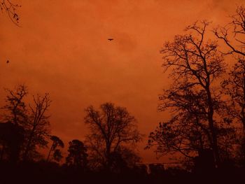 Silhouette of bare trees at sunset