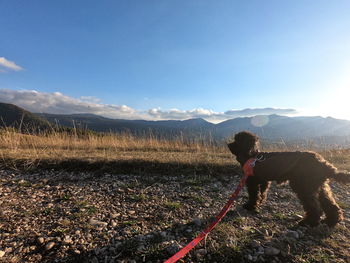 Dog standing on land against sky