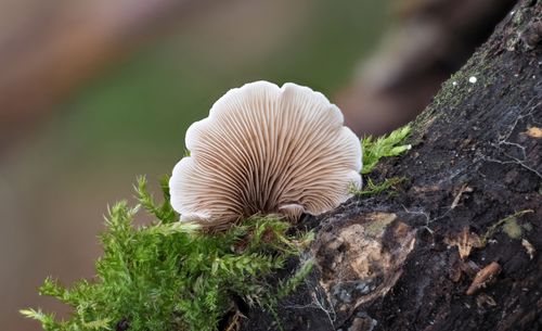 Close-up of a mushroom