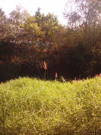 Plants and trees on field against sky