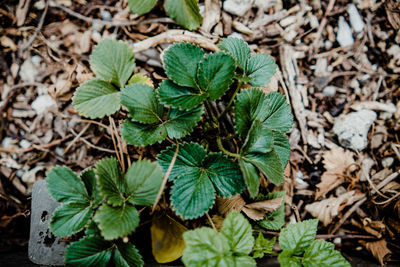 Close-up of plant