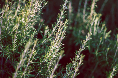 Full frame shot of plants growing on land