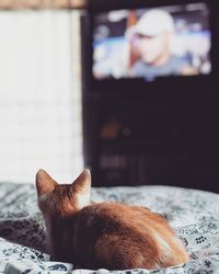 Close-up of a cat resting on bed