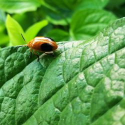 Close-up of insect on leaf