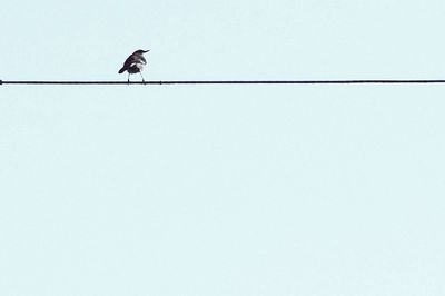 Low angle view of birds perching on tree