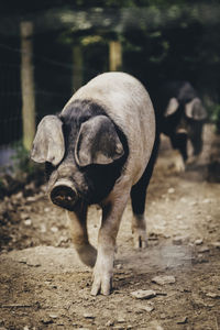 Pigs walking at farm