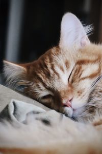 Orange kitten sleeping