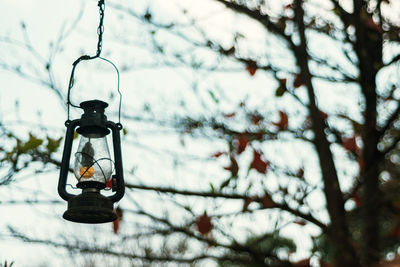 Low angle view of light bulb hanging from tree