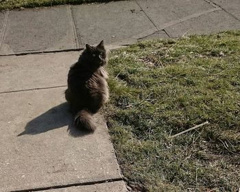 High angle view of cat on shadow