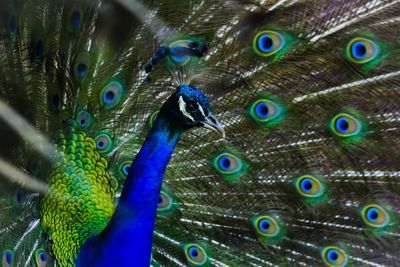 Close-up of peacock